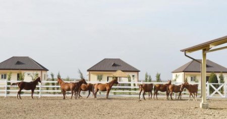 Cavan oğlanı at vurdu - vəziyyəti ağırdır