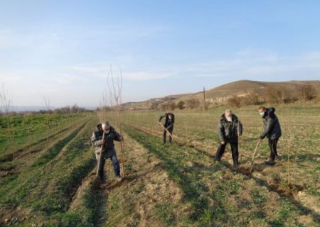 Zəngilanda növbəti ağacəkmə aksiyası keçirildi