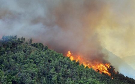 Hirkan Milli Parkında yanğın söndürüldü