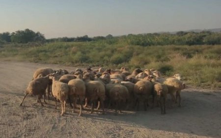 Salyanda fermadan 73 baş xırdabuynuzlu heyvan oğurlanıb