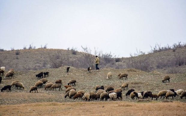 Azərbaycan sərhədini oğurluq məqsədi ilə pozan Gürcüstan vətəndaşları çobanı bıçaqlayıblar